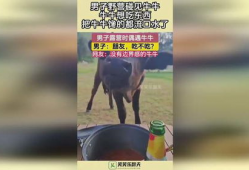 牛牛碰视频,趣味互动，畅享欢乐时光